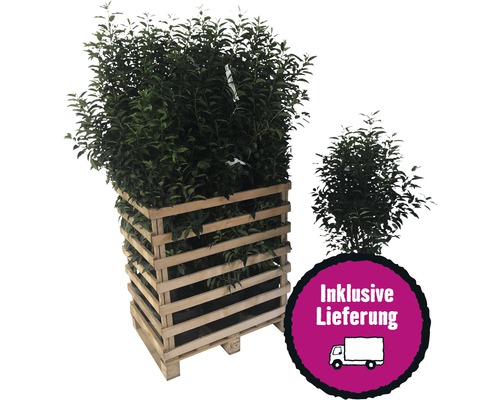 Lorbeerpflanze im Holzgefäß mit Lieferservice