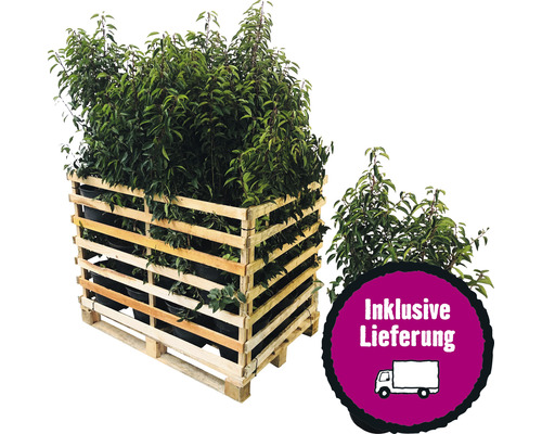 8 x Portugiesischer Kirschlorbeer FloraSelf Prunus lusitanica 'Angustifolia' H 100-125 cm Co 10 L für ca. 3 m Hecke