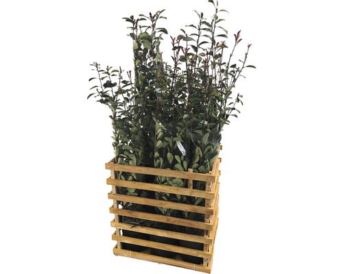 Photinia Red Robin Pflanzen im Holzkasten
