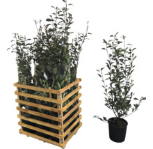 Lorbeer Kirsche Pflanzen im Holzkasten und im Topf