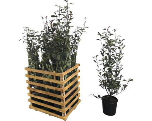 Lorbeer Kirsche Pflanzen im Holzkasten und im Topf