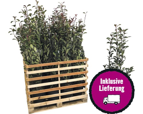 18 x Glanzmispel FloraSelf Photinia fraseri 'Pink Marble' H 125-150 cm Co 15 L für ca. 7 m Hecke