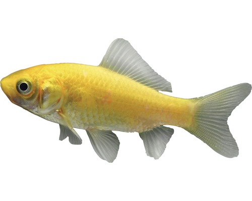 Fisch Goldfisch gelb 5 - 8 cm - Carrassius auratus