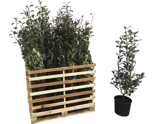 Palette mit Kirschlorbeerpflanzen und eine einzelne Kirschlorbeerpflanze im Topf