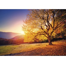 Fototapete Vlies 12640V4 Herbst 2-tlg. 254 x 184 cm