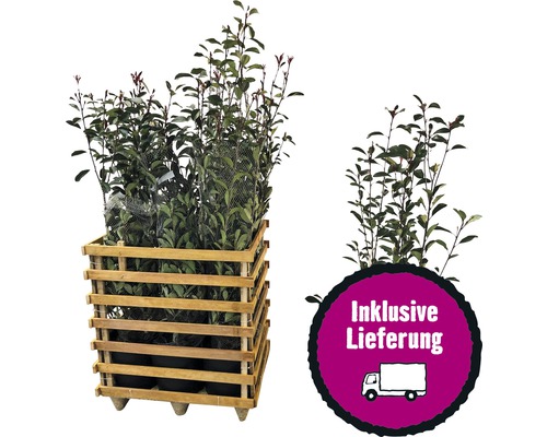 9 x Glanzmispel FloraSelf Photinia fraseri 'Red Robin' H 125-150 cm Co 15 L für ca. 4 m Hecke