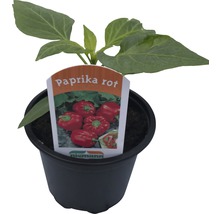 Block-Paprika rot Capsicum annuum Ø 9 cm Topf