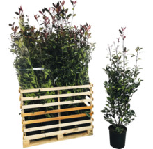 Palette mit Glanzmispeln und eine einzelne Glanzmispel im Topf