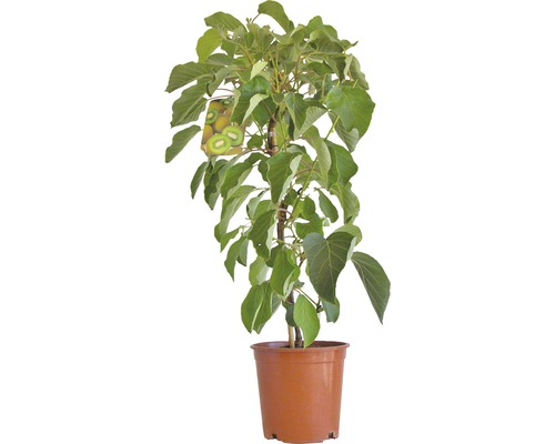 Kiwi (selbstbefruchtend) FloraSelf Actinidia chinensis H 40-60 cm Co 3 L