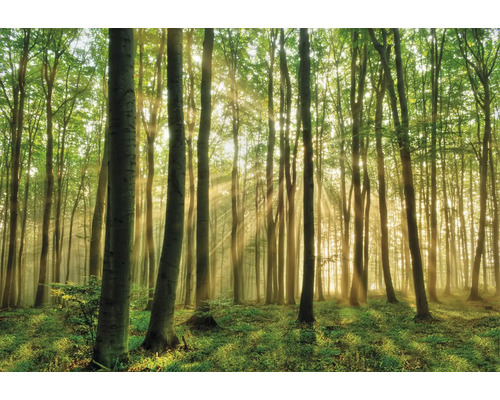 Waldlandschaft mit Bäumen und Sonnenlicht