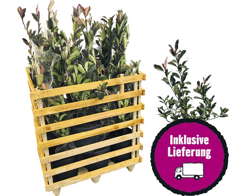 12 x Glanzmispel FloraSelf Photinia fraseri 'Pink Marble' H 80-100 cm Co 10 L für ca. 5 m Hecke