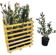 Palette mit Kirschlorbeerpflanzen und einzelner Kirschlorbeer im Topf