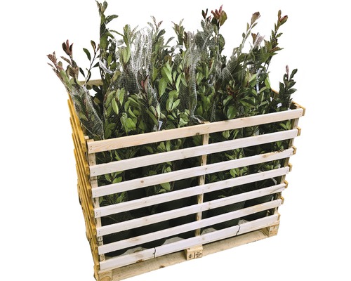 Palette mit verschiedenen immergrünen Kirschlorbeer Pflanzen in Töpfen.