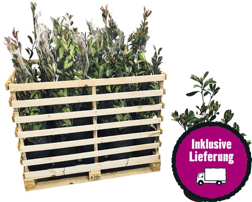 23 x Glanzmispel FloraSelf Photinia fraseri 'Pink Marble' H 80-100 cm Co 10 L für ca. 9 m Hecke