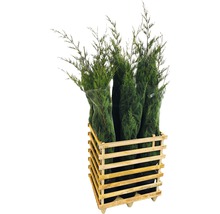 Mehrere Scheinzypressen in einer Holzkiste