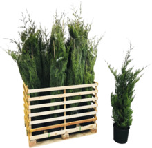 Mehrere Säulenzypressen in einem Holzcontainer und eine Säulenzypresse in einem Topf