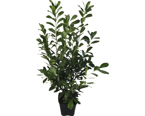 Lorbeerkirsche im Topf