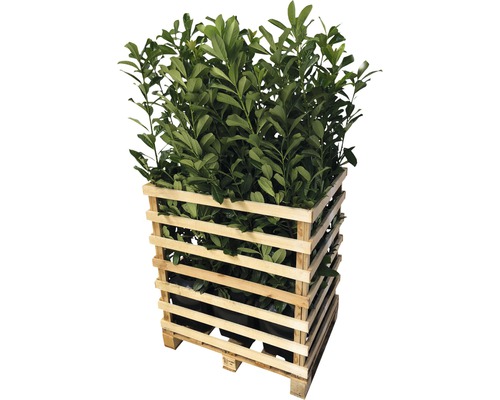 Kirschlorbeerpflanzen in einer Holzpalette