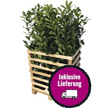 Lorbeer im Holzkübel inklusive Lieferung