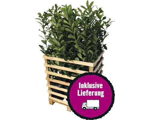 6 x Kirschlorbeer, Lorbeerkirsche FloraSelf Prunus laurocerasus 'Novita' H 100-125 cm ClickCo für ca. 2,5 m Hecke