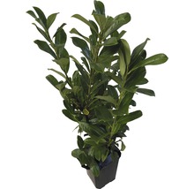 6 x Kirschlorbeer, Lorbeerkirsche FloraSelf Prunus laurocerasus 'Novita' H 125-150 cm im ClickCo für ca. 2,5 m Hecke