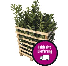 6 x Kirschlorbeer, Lorbeerkirsche FloraSelf Prunus laurocerasus 'Novita' H 125-150 cm im ClickCo für ca. 2,5 m Hecke