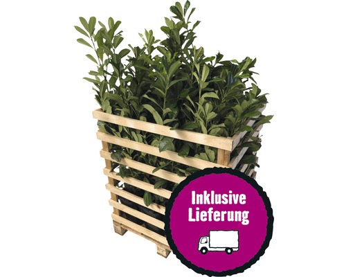 6 x Kirschlorbeer, Lorbeerkirsche FloraSelf Prunus laurocerasus 'Novita' H 125-150 cm im ClickCo für ca. 2,5 m Hecke