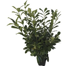 Kirschlorbeer, Lorbeerkirsche FloraSelf Prunus laurocerasus 'Novita' H 125-150 cm im ClickCo (15 Stk) 1 Palette