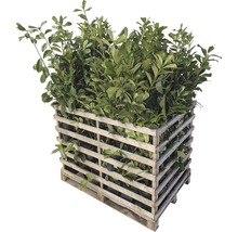 Kirschlorbeer, Lorbeerkirsche FloraSelf Prunus laurocerasus 'Novita' H 125-150 cm im ClickCo (15 Stk) 1 Palette