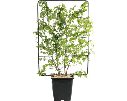 Amberbaum-Spalier FloraSelf Liquidambar styraciflua H ca. 120 B 80 cm Co 30 L Fächerahorn im Topf mit Rankhilfe