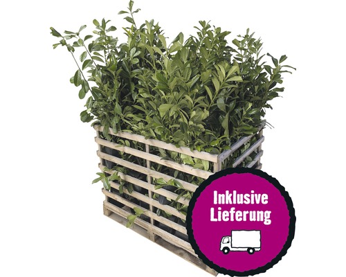 12 x Kirschlorbeer Elly FloraSelf Prunus laurocerasus 'Elly'® H 80-100 cm ClickCo für ca. 5 m Hecke