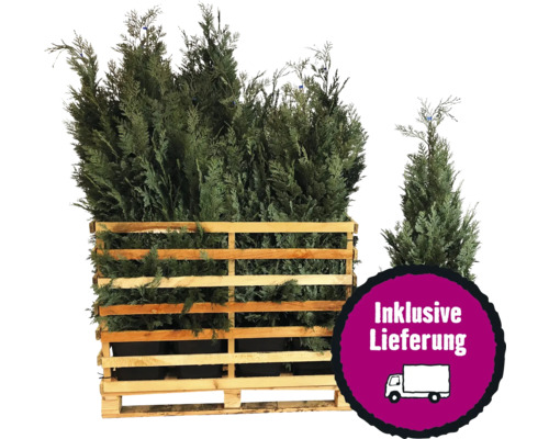 15 x Blaue Säulenzypresse, Scheinzypresse FloraSelf Chamaecyparis lawsoniana 'Columnaris Glauca' H 125-150 cm ClickCo für ca. 6 m Hecke