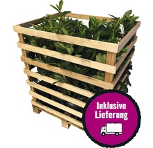 Lorbeerpflanzen im Holzgestell zur Lieferung