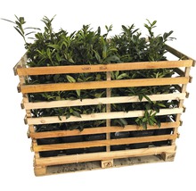Palette mit Kirschlorbeerpflanzen für den Garten