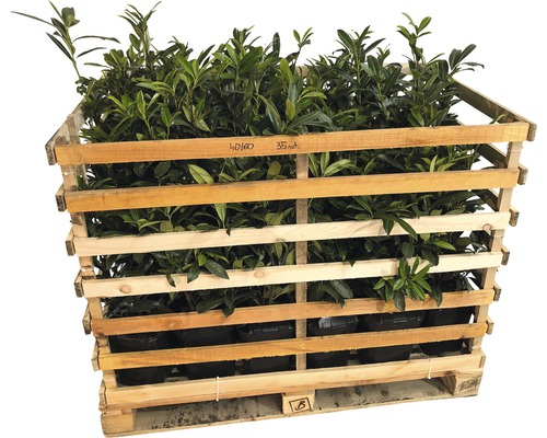 Palette mit Kirschlorbeerpflanzen für den Garten