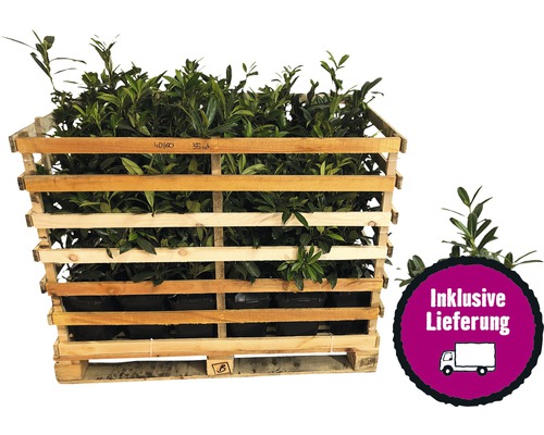 35 x Kirschlorbeer, Lorbeerkirsche FloraSelf Prunus laurocerasus 'Novita' H 40-60 cm im ClickCo für ca. 12 m Hecke