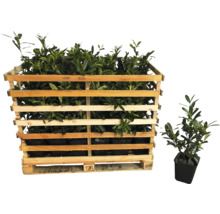 Palette mit Kirschlorbeer Pflanzen im Topf