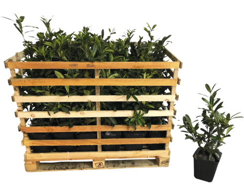 Palette mit Kirschlorbeer Pflanzen im Topf