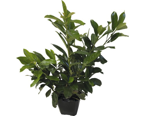 Lorbeerpflanze im Topf