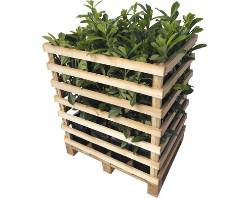 Palette mit Lorbeerpflanzen für den Garten