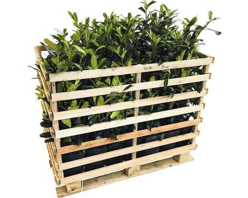 Palette mit Kirschlorbeerpflanzen im Holzkäfig