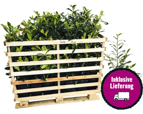 35 x Kirschlorbeer, Lorbeerkirsche FloraSelf Prunus laurocerasus 'Novita' H 60-80 cm ClickCo für ca. 12 m Hecke