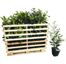 Lorbeerpflanzen in Holzkiste und Topf