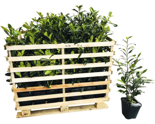 Lorbeerpflanzen in Holzkiste und Topf