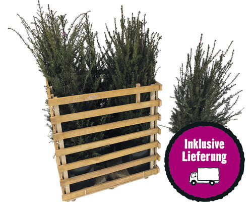 6 x Eibe FloraSelf Taxus baccata H 100-125 cm ClickCo für ca. 2,5 m Hecke