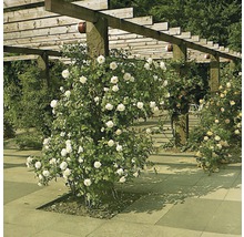 Pergola mit blühenden Rosen im Garten
