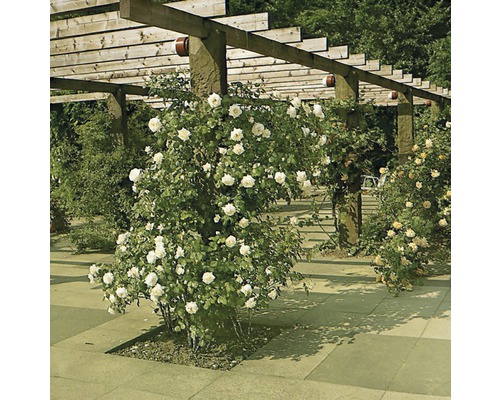 Pergola mit blühenden Rosen im Garten