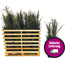 Eibe im Holzpalettencontainer mit Liefersymbol
