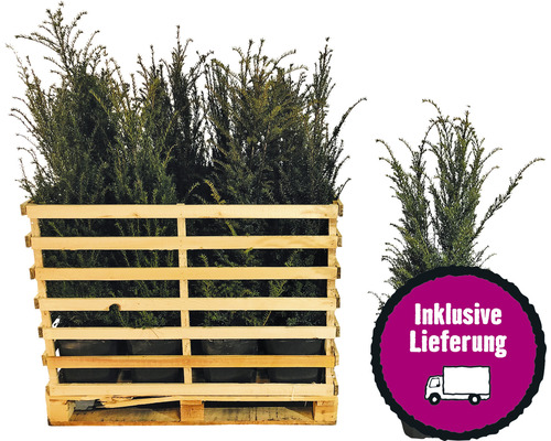 15 x Eibe FloraSelf Taxus baccata H 125-150 cm ClickCo für ca. 6 m Hecke