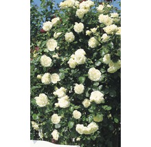 Kletterrose in Sorten H 60-80 cm Co 5 L weiß, creme